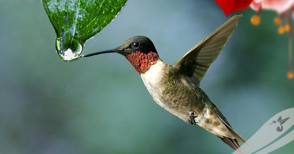 Novidades do Colibri da Open Space